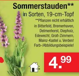 Zimmermann Sommerstauden Angebot