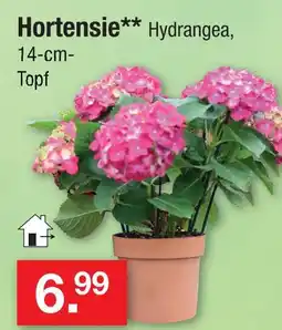 Zimmermann Hortensie Angebot