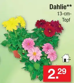Zimmermann Dahlie Angebot