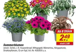 toom Baumarkt Sommerblumen Angebot