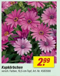 toom Baumarkt Kapkörbchen Angebot