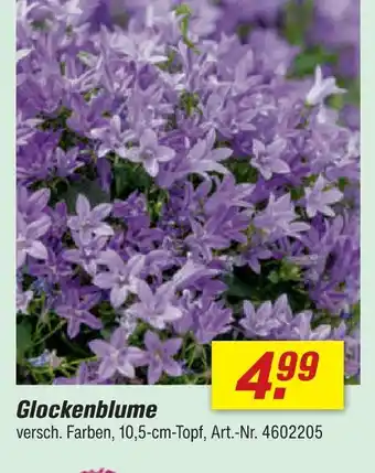 toom Baumarkt Glockenblume Angebot
