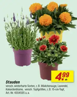 toom Baumarkt Stauden Angebot