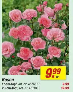 toom Baumarkt Rosen 17-cm-topf Angebot