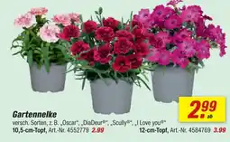 toom Baumarkt Gartennelke Angebot