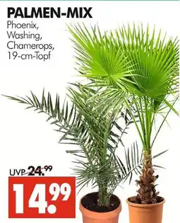 Wreesmann Palmen-mix Angebot