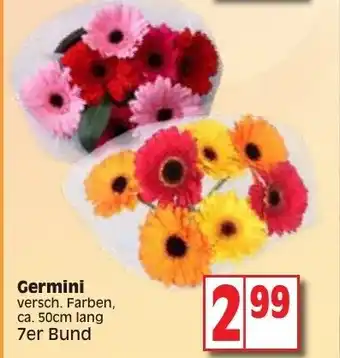 Edeka Germini Angebot