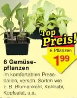 Jawoll 6 Gemüsepflanzen Angebot