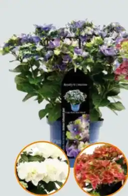 Globus Baumarkt Hortensien Royalty Collection Angebot