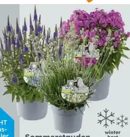 Globus Baumarkt Sommerstauden Sunny Rock Collection Angebot
