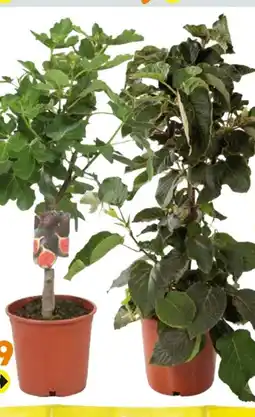 Globus Baumarkt Feigenbaum Angebot