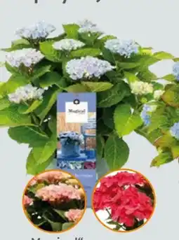 Globus Baumarkt Hortensie Magical Angebot