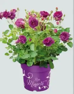 Globus Baumarkt Duftrose Rosa Minerva Angebot