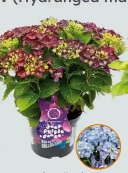 Globus Baumarkt Hortensie Music Collection Angebot