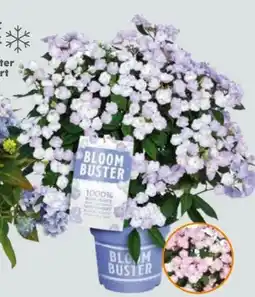 Globus Baumarkt Hortensie Bloombuster Hydrangea Angebot