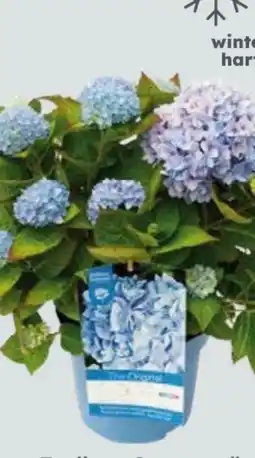 Globus Baumarkt Hortensie Endless Summer Angebot