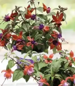 Globus Baumarkt Fuchsien Angebot