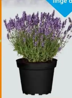 Globus Baumarkt Duftlavendel Angebot