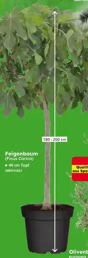 Globus Baumarkt Feigenbaum Angebot