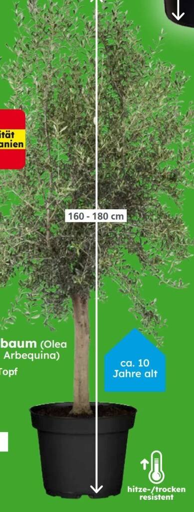 stechpalmen bilder Europäische Stechpalme (Ilex aquifolium) | 20-40 cm mit Wurzelballen main image 0