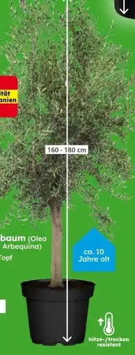 Globus Baumarkt Olivenbaum Angebot