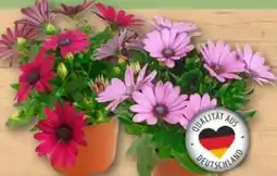 REWE Center Bornholmer Margeriten Angebot