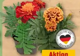 REWE Center Studentenblume Angebot