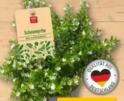 REWE Center Rewe Beste Wahl Scheinmyrte Angebot