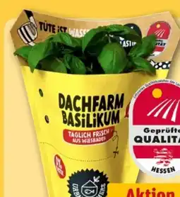 REWE Center Dachfarm Basilikum Angebot