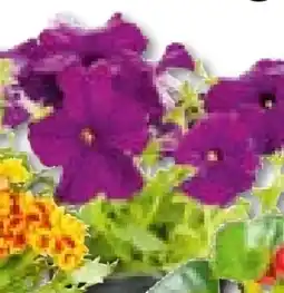 BayWa Bau & Garten Petunie Angebot