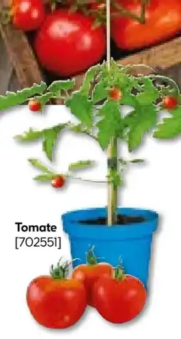 BayWa Bau & Garten Tomaten-Pflanzen Angebot