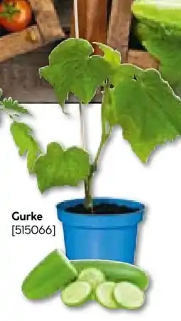BayWa Bau & Garten Gurken Pflanzen Angebot