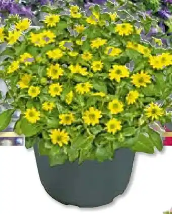 BayWa Bau & Garten Husarenknöpfchen Angebot