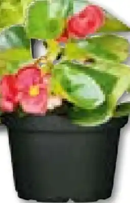 BayWa Bau & Garten Begonie Angebot
