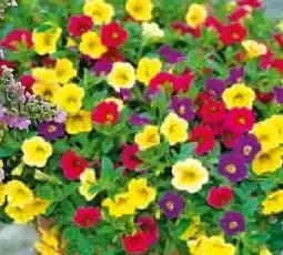 BayWa Bau & Garten Calibrachoa Trio Angebot