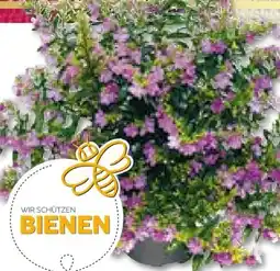 BayWa Bau & Garten Japanische Scheinmyrthe Flori Glory Angebot