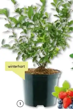 BayWa Bau & Garten Heidelbeere Hortblue Petite Angebot