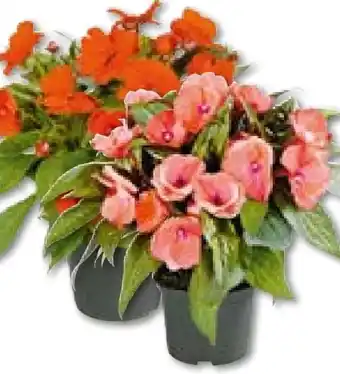 BayWa Bau & Garten Edellieschen Angebot