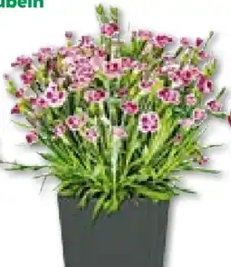 BayWa Bau & Garten Prinzess-Nelke Angebot