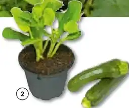 BayWa Bau & Garten Zucchini Pflanzen Angebot