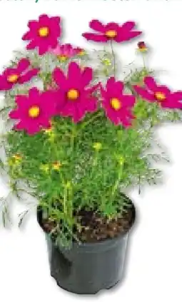 BayWa Bau & Garten Schmuckkörbchen Cosmea Angebot