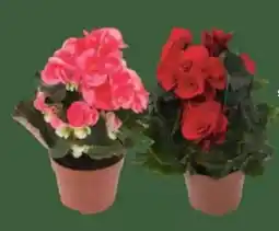 E-Center Begonie dolce Amore Angebot