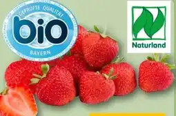 REWE Center Bio-Erdbeeren Angebot