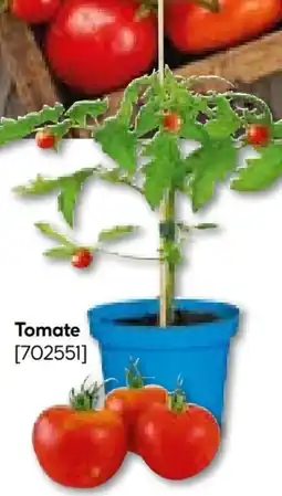 Hellweg Plantiflor Veredeltes Vitalgemüse Angebot