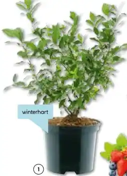 Hellweg Heidelbeere Hortblue Petite Angebot