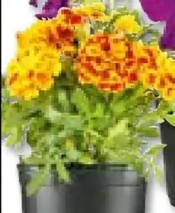 Hellweg Tagetes Angebot