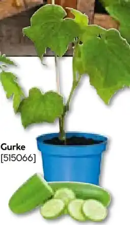 Hellweg Plantiflor Veredeltes Vitalgemüse Gurke Angebot