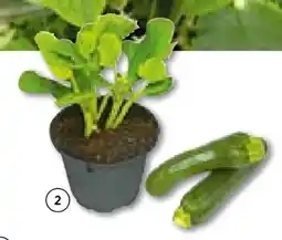 Hellweg Zucchini Pflanzen Angebot