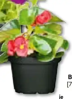 Hellweg Begonie Angebot