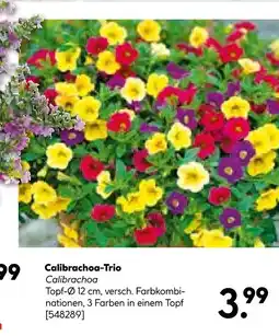 Hellweg Calibrachoa-trio Angebot